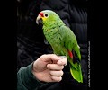Red Lored Amazon Parrot at the RMSA Exotic Bird Festival