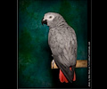 African Gray Parrot at the Rocky Mountain Bird Expo