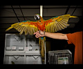 Harlequin Macaw at the Rocky Mountain Bird Expo