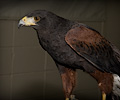 Harris Hawk at the Rocky Mountain Bird Expo