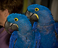 Hyacinth Macaw at the Rocky Mountain Bird Expo