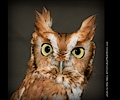 Male Eastern Screech Owl at the Rocky Mountain Bird Expo
