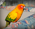 Sun Conure at the Rocky Mountain Bird Expo