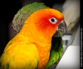 Sun Conure at the Rocky Mountain Bird Expo