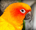 Sun Conure at the Rocky Mountain Bird Expo
