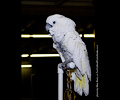 Umbrella Cockatoo at the Rocky Mountain Bird Expo
