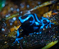 Dendrobates Auratus
