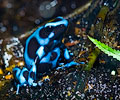 Dendrobates Auratus