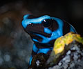 Dendrobates Auratus
