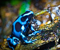 Dendrobates Auratus