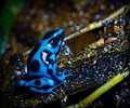 Dendrobates Auratus