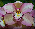 Orchid