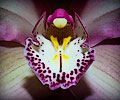 Orchid