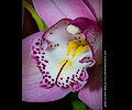 Orchid