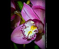 Orchid