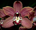 Orchid