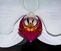 Orchid