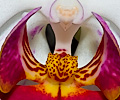 Orchid