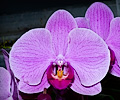 Orchid
