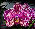 Orchid