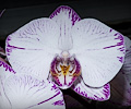 Orchid