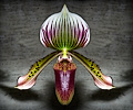 Orchid