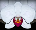 Orchid