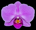 Orchid