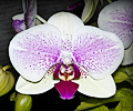 Orchid
