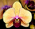 Orchid