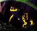 Dendrobates Fantasticus