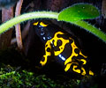 Dendrobates Fantasticus