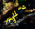 Dendrobates Fantasticus
