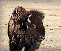 CSU bison shoot