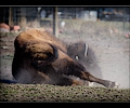 CSU bison shoot
