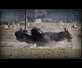 CSU bison shoot