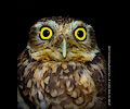 Burrowing Owl