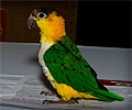 Ciaque