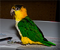 Ciaque