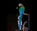 Harlequin Macaw