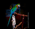 Harlequin Macaw