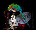 Harlequin Macaw