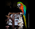 Harlequin Macaw