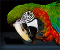 Harlequin Macaw