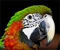 Harlequin Macaw