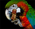 Harlequin Macaw