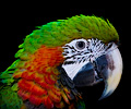 Harlequin Macaw