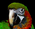 Harlequin Macaw