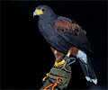 Harris Hawk