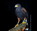 Harris Hawk